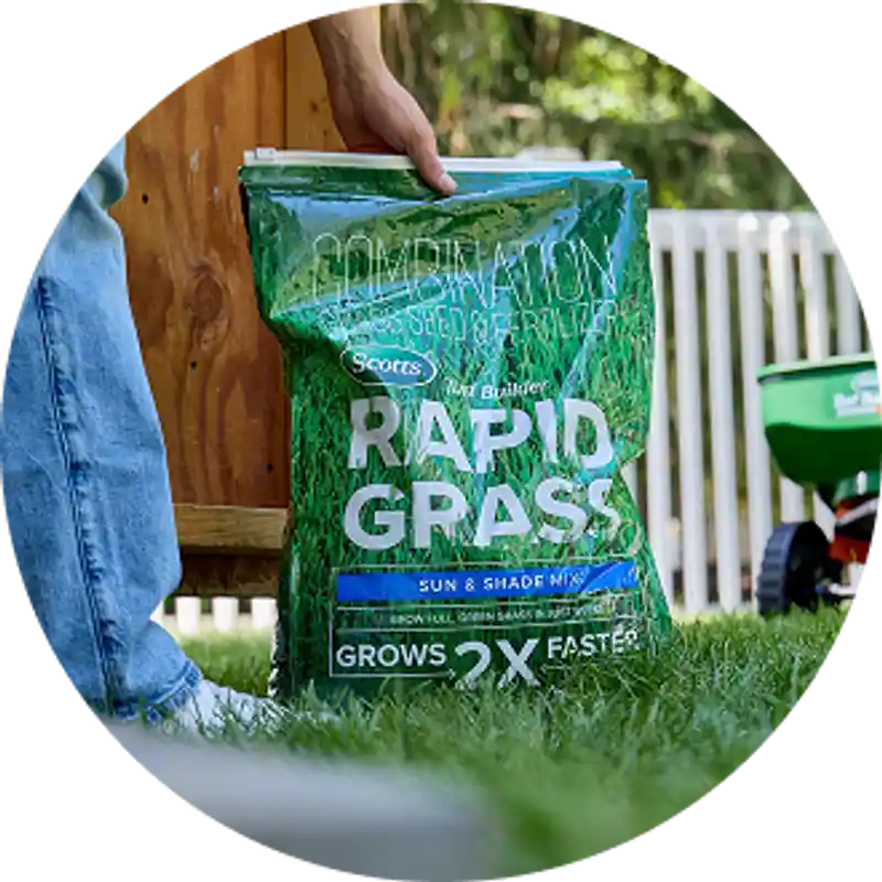 Grass Seed