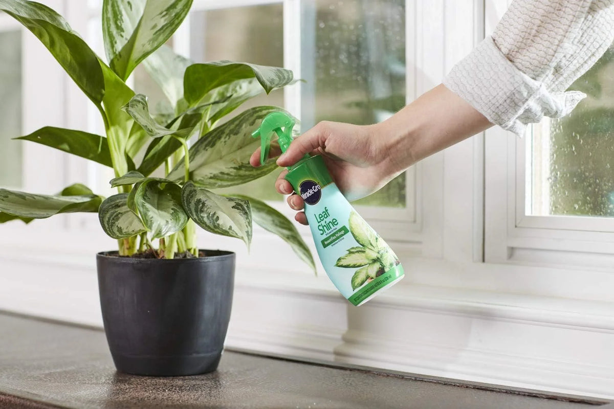 Miracle-Gro Leaf Shine Spray - For Indoor Hard-Leaved Houseplants, Cleans and Beautifies Foliage - 8 fl. oz. (2 Pack)